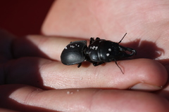 Pachyodontus languidus