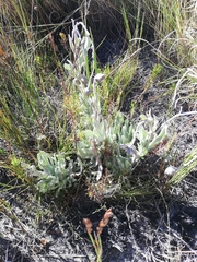 Syncarpha speciosissima