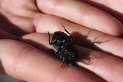 Pachyodontus languidus