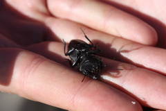 Pachyodontus languidus