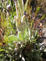 Syncarpha speciosissima