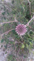 Trifolium