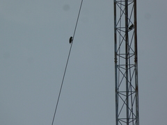 Psilopogon haemacephalus