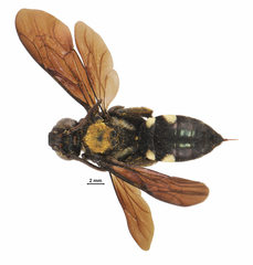 Rhathymus quadriplagiatus