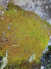 Hypodontium