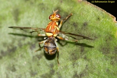 Zeugodacus cucurbitae