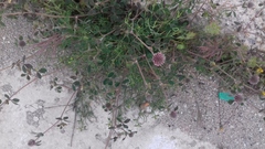 Trifolium