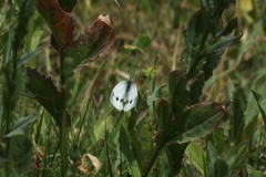 Pieris napi