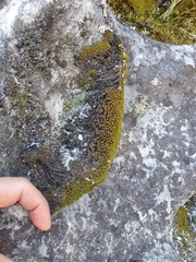 Hypodontium
