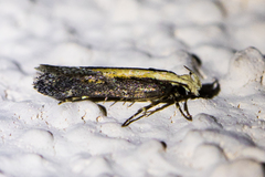 Aroga paraplutella