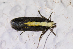 Aroga paraplutella