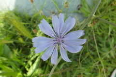 Cichorium intybus