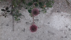 Trifolium