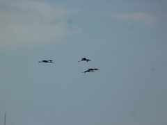 Mycteria leucocephala