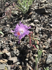 Clarkia breweri