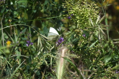 Pieris rapae