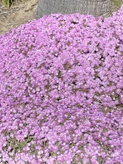 Delosperma cooperi