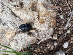 Sericotrupes niger