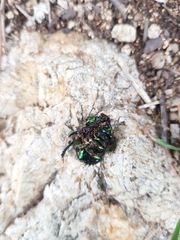 Sericotrupes niger