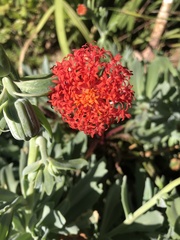 Kleinia fulgens