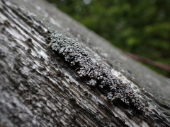 Cladonia parasitica