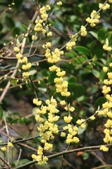 Litsea cubeba