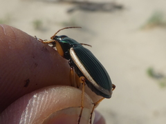 Chlaenius spoliatus