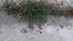 Trifolium
