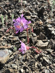 Clarkia breweri