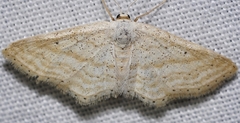 Idaea elongaria