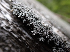 Cladonia parasitica