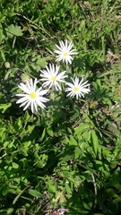 Noticastrum macrocephalum