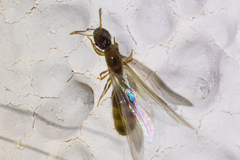 Solenopsis molesta