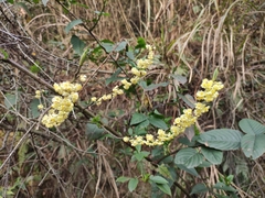 Litsea cubeba