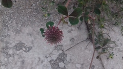 Trifolium