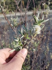 Salix breweri