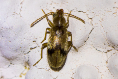 Notoxus desertus
