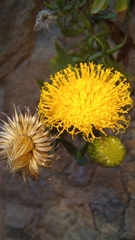 Pentatrichia integra