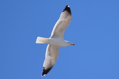 Larus michahellis