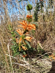 Leonotis leonurus