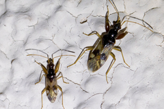 Pseudopamera nitidula