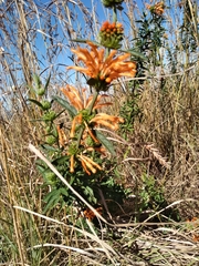 Leonotis leonurus
