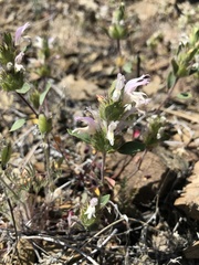 Acanthomintha lanceolata