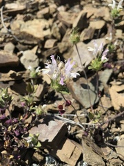 Acanthomintha lanceolata