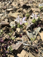 Acanthomintha lanceolata