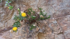 Pentatrichia integra