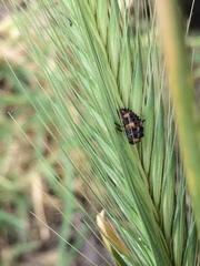 Coccinellidae