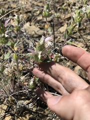 Acanthomintha lanceolata