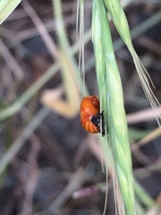 Coccinellidae