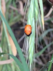 Coccinellidae
